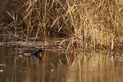 David Plant Photography - Wildlife Photographer - Moorhen - H